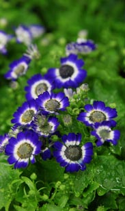 Senecio Cineraria
