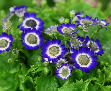Senecio Cineraria