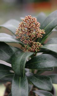 Skimmia jap