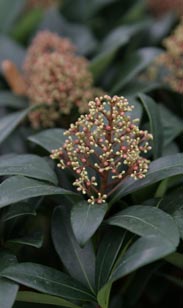Skimmia jap