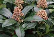 Skimmia jap