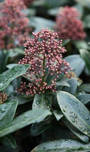 Skimmia jap