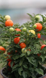 Capsicum