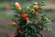 Solanum pseudocapsicum