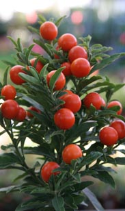 Solanum pseudocapsicum