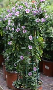 Solanum Rantonetti Säule