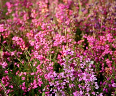 Blütenmeer im Garten
