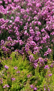 Heide