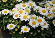 Sommermargerite
