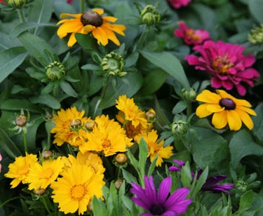 Sommerpflanzen-Mix