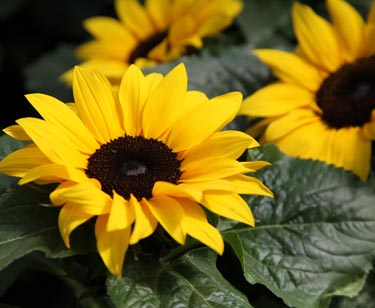 Sonnenblume