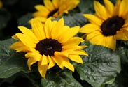 Sonnenblume