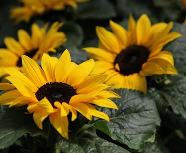 Sonnenblume