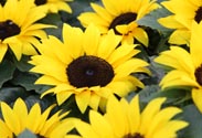 Sonnenblume