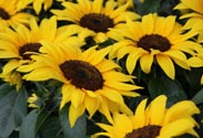 Sonnenblume