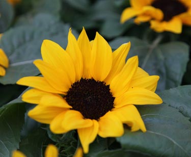 Sonnenblume