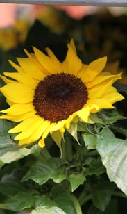 Sonnenblume