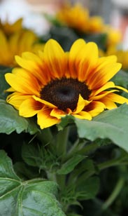 Sonnenblume
