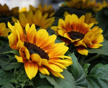 Sonnenblume