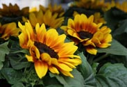 Sonnenblume
