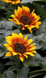 Sonnenblume