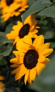 Sonnenblume