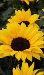 Sonnenblume