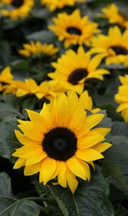 Sonnenblume