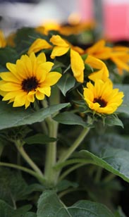 Sonnenblume