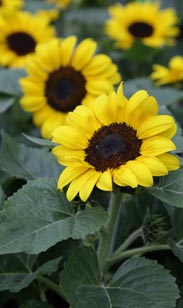 Sonnenblume