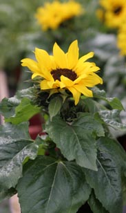 Sonnenblume