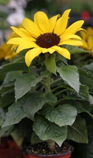 Sonnenblume