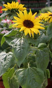Sonnenblume