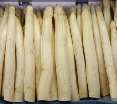 Spargel