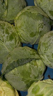 Spitzkohl