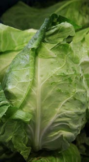 Spitzkohl