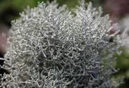 Stacheldraht