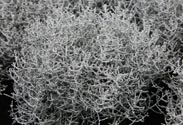Stacheldraht