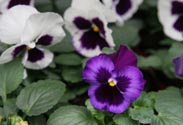 Violen