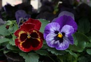 Violen
