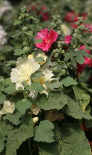 Stockrose