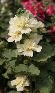 Stockrose
