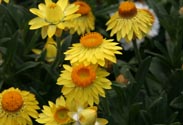 Strohblume