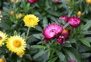 Strohblume