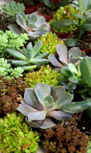 Sedum Mix