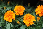 Tagetes