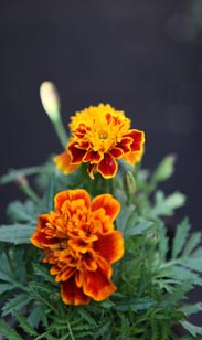 Tagetes
