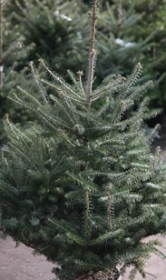 Tannenbaum Korea-Tanne