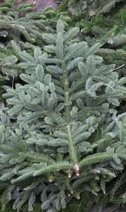 Handbund Nobilis