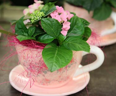 Bepflanzte Tasse